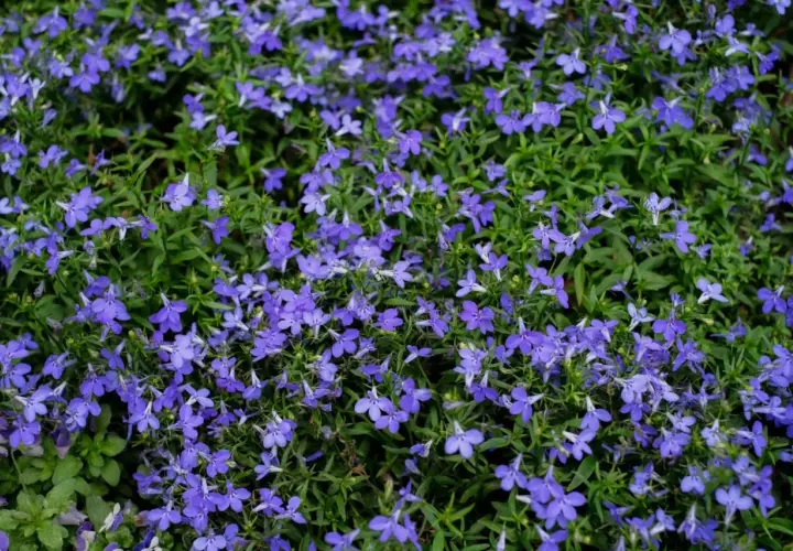 Gęste, kwitnące lobelie tworzą dywan niebieskich kwiatów. Idealne lobelia stanowisko to słoneczne miejsce.