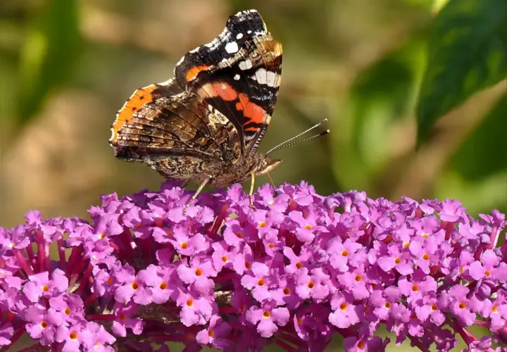 Motyl z barwnymi skrzydłami przysiadł na fioletowym kwiecie motylkowca krzewu.