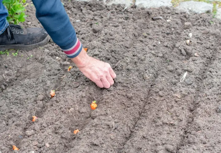 Ręka wsadza do ziemi małe cebulki, z których wyrośnie kwiat cebuli.