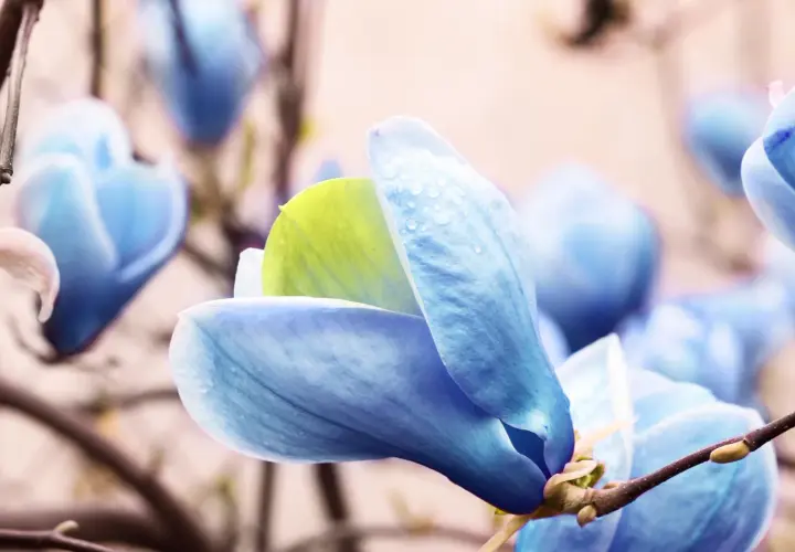 Niebieska magnolia z kroplami deszczu na płatkach, delikatnie otwiera swoje pąki.