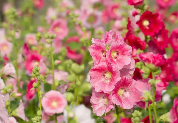 Piękne, różowe i czerwone malwy (hollyhock) kwitnące w ogrodzie.