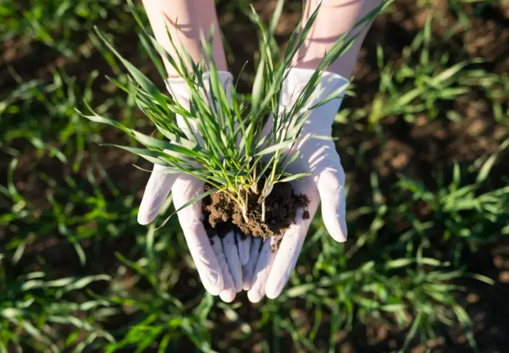 Ręce w białych rękawiczkach trzymają kępkę młodej trawy z ziemią. To pierwszy krok, by dowiedzieć się, jak siać trawę na starym trawniku.