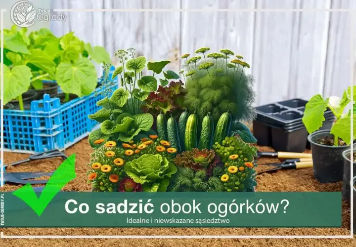 Kompozycja warzyw: ogórki, sałata, kapusta, nagietki i koper. Dowiedz się, co sadzić obok ogórków, by stworzyć idealne sąsiedztwo.
