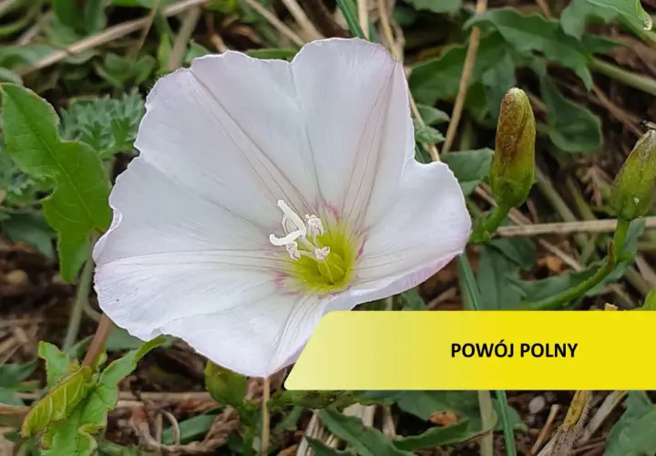 Biały kwiat powoju polnego, który może wymagać oprysku, otoczony zielonymi liśćmi i pąkami.