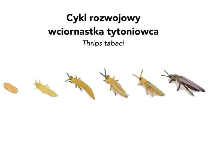 Cykl rozwojowy wciornastka tytoniowca: od jaja, przez kolejne stadia larw, aż do dorosłego osobnika.