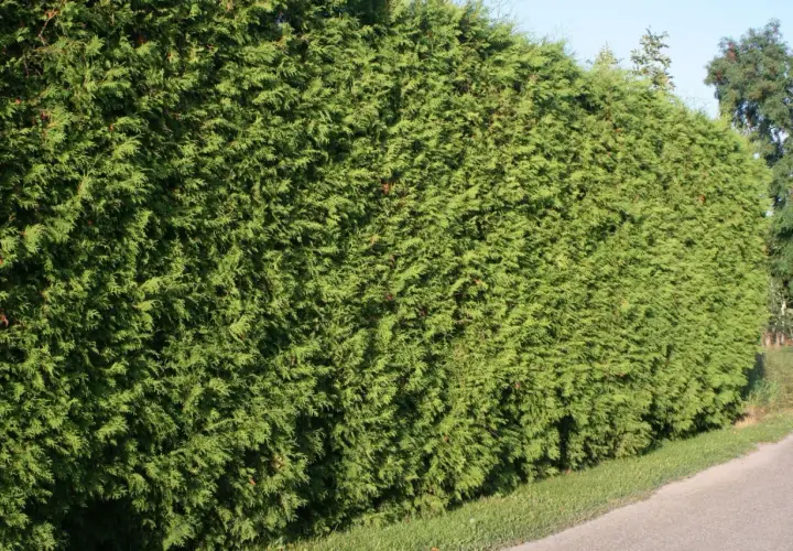 Gęsty, zielony żywopłot z tui wzdłuż drogi.