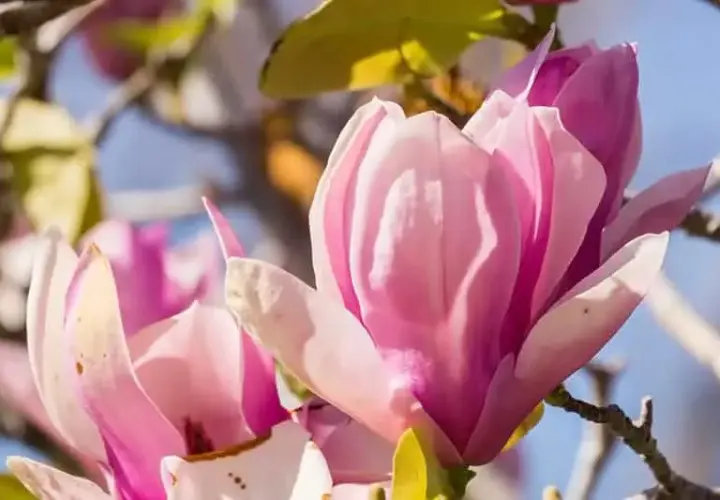 Sadzenie magnolii: Uniknij błędów i ciesz się kwiatami!