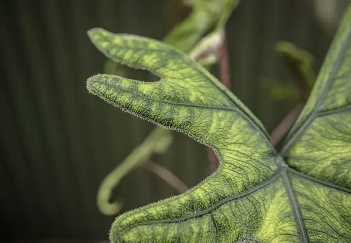 Liść alocasia jacklyn z charakterystycznym, pofałdowanym brzegiem i meszkiem.
