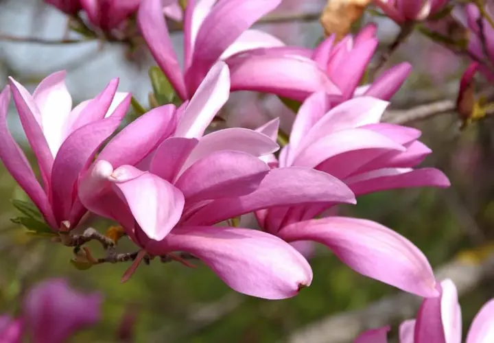 Magnolia Betty rozkwita w pełnej krasie, jej różowe płatki delikatnie się otwierają, zapraszając do podziwu.