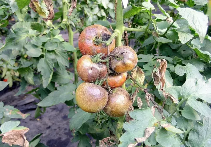 Gruszkowate pomidory na krzaku, niektóre z objawami **revus** – plamami i usychającymi liśćmi.