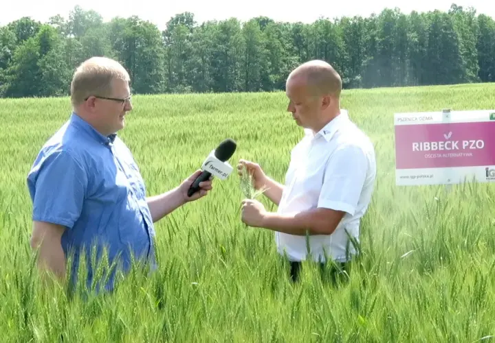 Pszenica na słabe gleby: Odmiany i agrotechnika na V i VI klasę