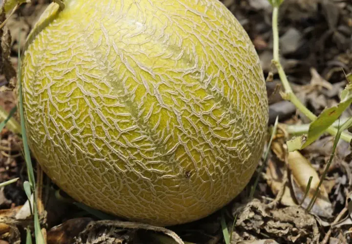 Dojrzewający melon na łodydze, dowód udanej uprawy melona. Siateczkowata skórka i zielone liście.