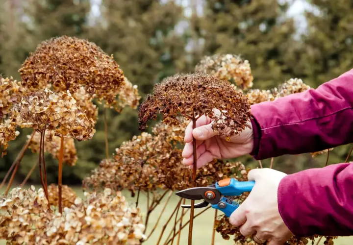 Przycinanie zaschniętych kwiatostanów hortensji. Wiosenne porządki w ogrodzie, przygotowanie do nowego sezonu i zapewnienie lepszego wzrostu dla rośliny, która potrzebuje odpowiedniej ziemi do hortensji.