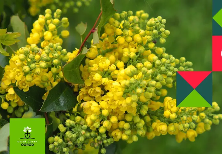 Kwitnąca mahonia, różne odmiany tej rośliny ozdobnej zachwycają żółtymi kwiatami.