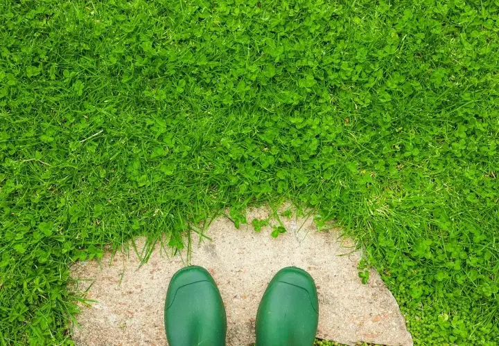 Zielone kalosze na kamiennej ścieżce, obok bujnej trawy z koniczyną. Czas pomyśleć, jak pozbyć się koniczyny z trawnika.