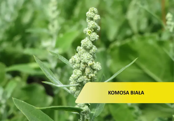 Zielona, kłująca komosa chwast z drobnymi nasionami.