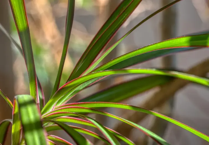 Zielone liście kwiatu dracena z czerwonymi brzegami, oświetlone słońcem.