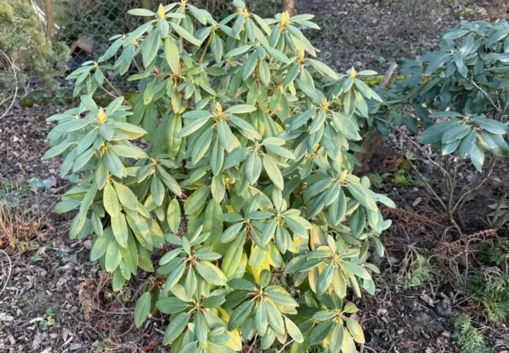 Rododendron z żółknącymi liśćmi, być może objawy chorób. W tle inne rośliny i ogrodzenie.