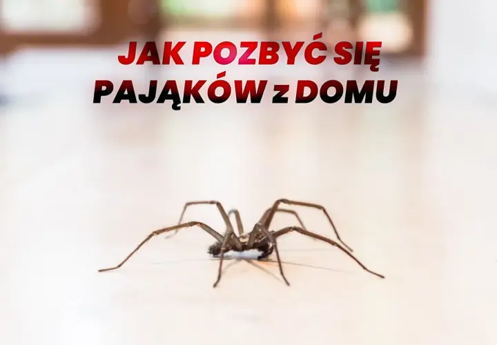 Duży pająk na jasnym tle, z napisem "Jak pozbyć się pająków z domu".