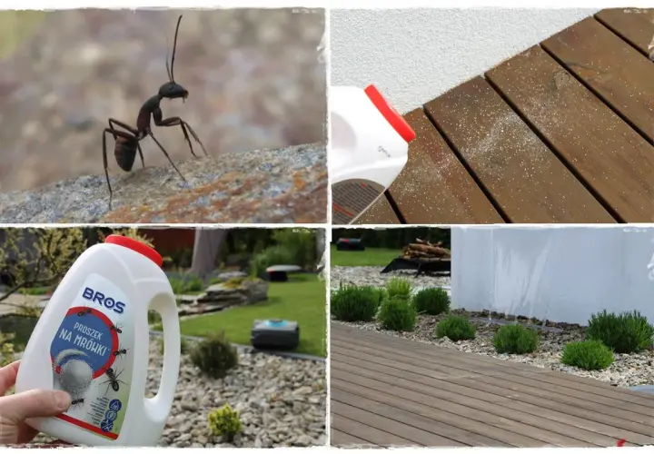 Czy mrówki są pożyteczne? Zdjęcie pokazuje mrówkę na kamieniu, proszek na mrówki i ogród z robotem koszącym.