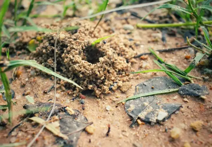 Mrowisko z piasku, a obok niego czai się naturalny wróg mrówek – pająk.