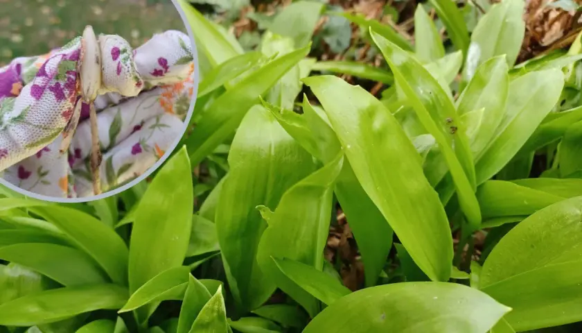 Rękawiczka z kwiatowym wzorem trzyma cebulkę czosnku niedźwiedziego, gotową do sadzenia. W tle bujne, zielone liście czosnku niedźwiedziego.