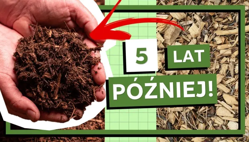 Czy zrębki zakwaszają glebę? Ekspert rozwiewa wątpliwości!