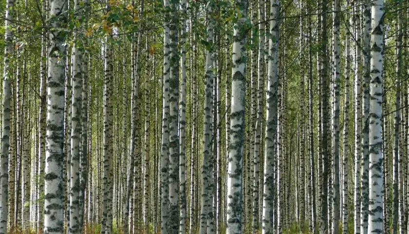 Gęsty las brzozy kolumnowej, z białymi pniakami i zielonymi liśćmi tworzącymi naturalną ścianę.