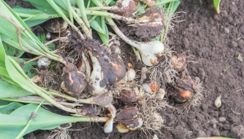 Kiedy wykopywać tulipany? Cebulki tulipanów z korzeniami i liśćmi leżą na ziemi.