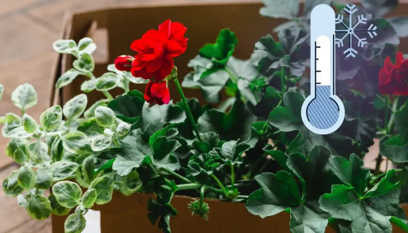 Jak przezimować pelargonie w kartonie? Wskazówki dotyczące ochrony roślin przed mrozem.