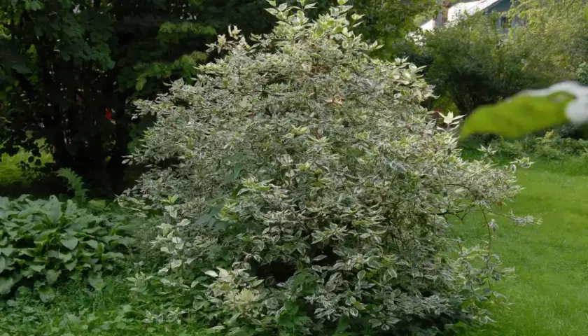 Krzew dereń biały Elegantissima z liśćmi o zielono-białych brzegach, rosnący w ogrodzie wśród zieleni.