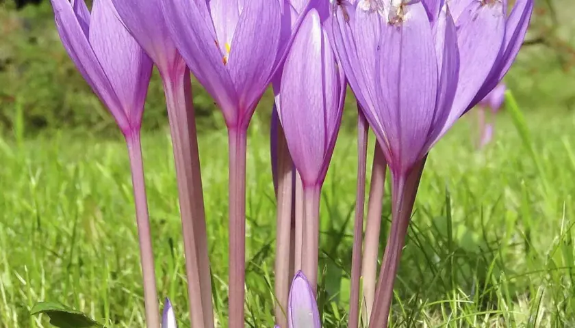 Fioletowe kwiaty, jak wygląda krokus, wznoszą się na purpurowych łodyżkach ponad zieloną trawą.