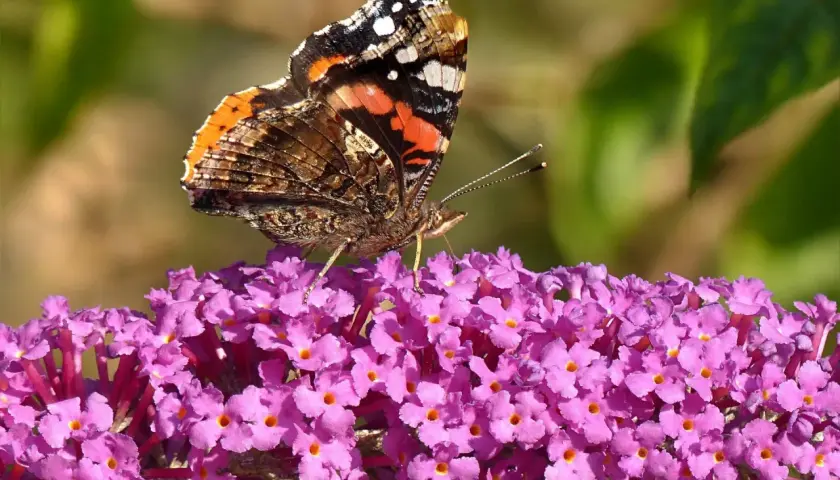 Motyl z barwnymi skrzydłami przysiadł na fioletowym kwiecie motylkowca krzewu.