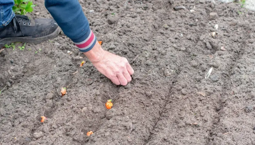 Ręka wsadza do ziemi małe cebulki, z których wyrośnie kwiat cebuli.