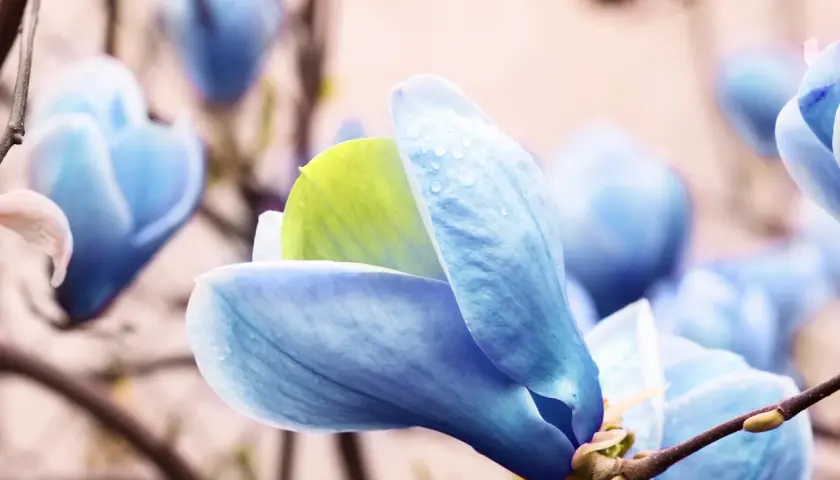 Niebieska magnolia z kroplami deszczu na płatkach, delikatnie otwiera swoje pąki.