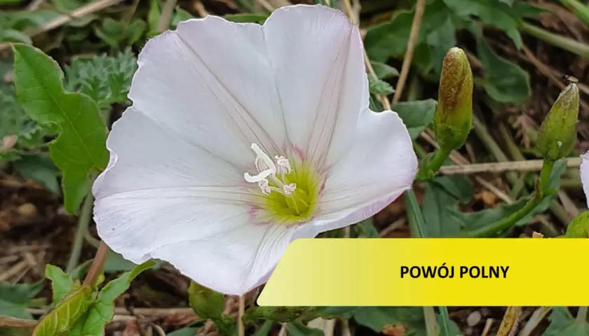 Biały kwiat powoju polnego, który może wymagać oprysku, otoczony zielonymi liśćmi i pąkami.