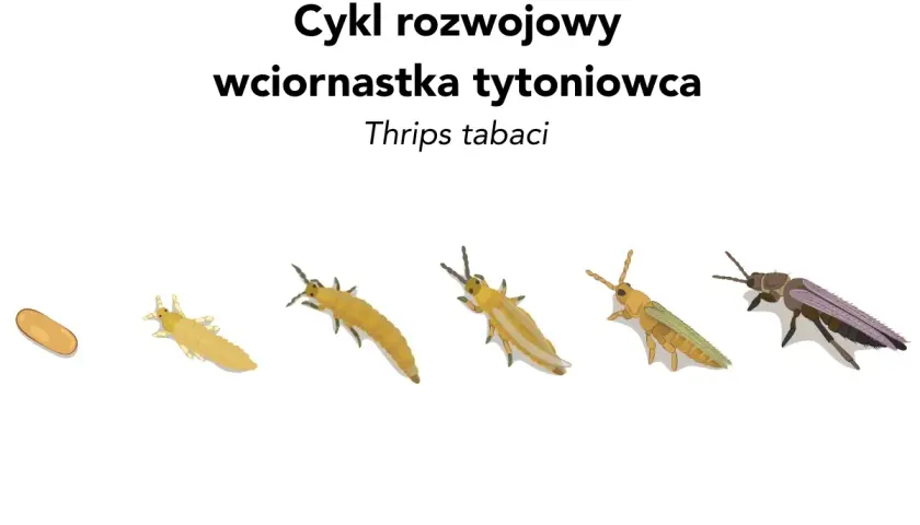 Cykl rozwojowy wciornastka tytoniowca: od jaja, przez kolejne stadia larw, aż do dorosłego osobnika.