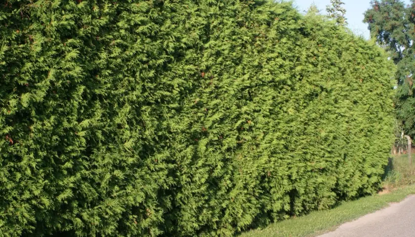 Gęsty, zielony żywopłot z tui wzdłuż drogi.