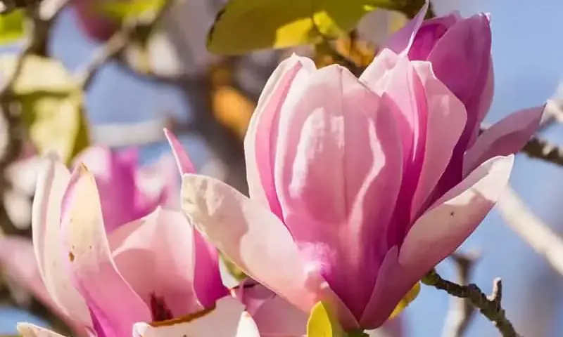 Sadzenie magnolii: Uniknij błędów i ciesz się kwiatami!