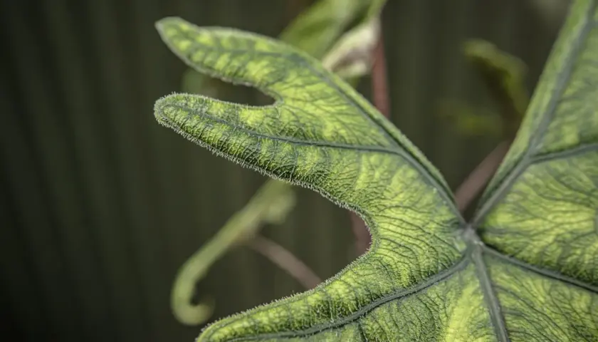 Liść alocasia jacklyn z charakterystycznym, pofałdowanym brzegiem i meszkiem.