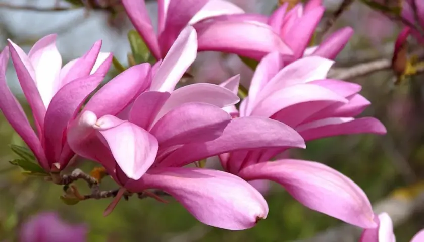 Magnolia Betty rozkwita w pełnej krasie, jej różowe płatki delikatnie się otwierają, zapraszając do podziwu.