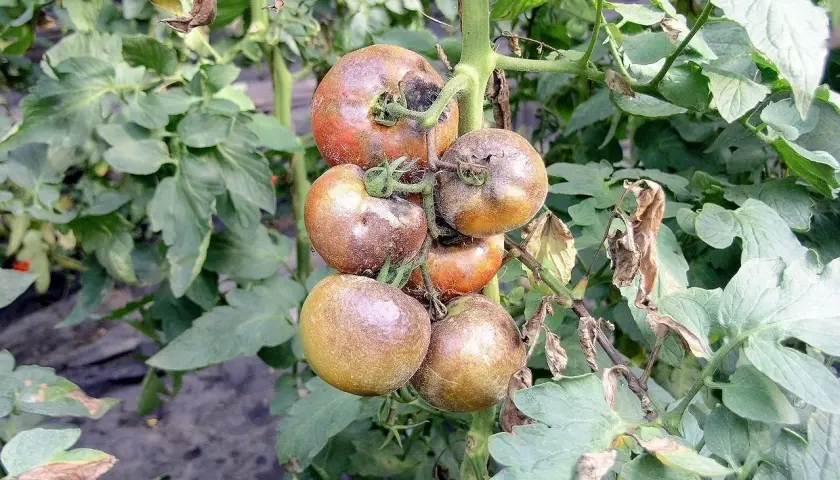 Gruszkowate pomidory na krzaku, niektóre z objawami **revus** – plamami i usychającymi liśćmi.