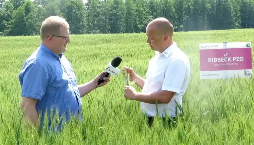 Pszenica na słabe gleby: Odmiany i agrotechnika na V i VI klasę