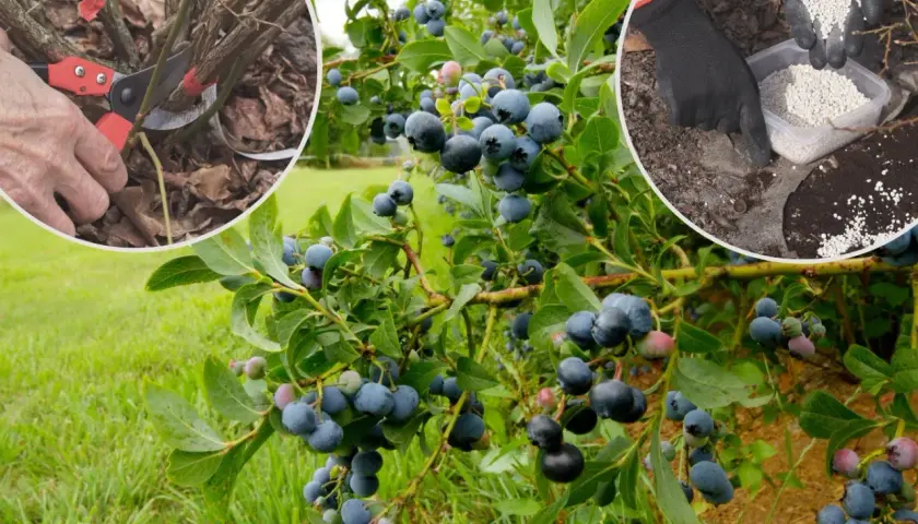 Przycinanie i nawożenie krzewów borówki amerykańskiej to klucz do obfitych plonów. Dowiedz się, jak sadzić borówkę amerykańską.