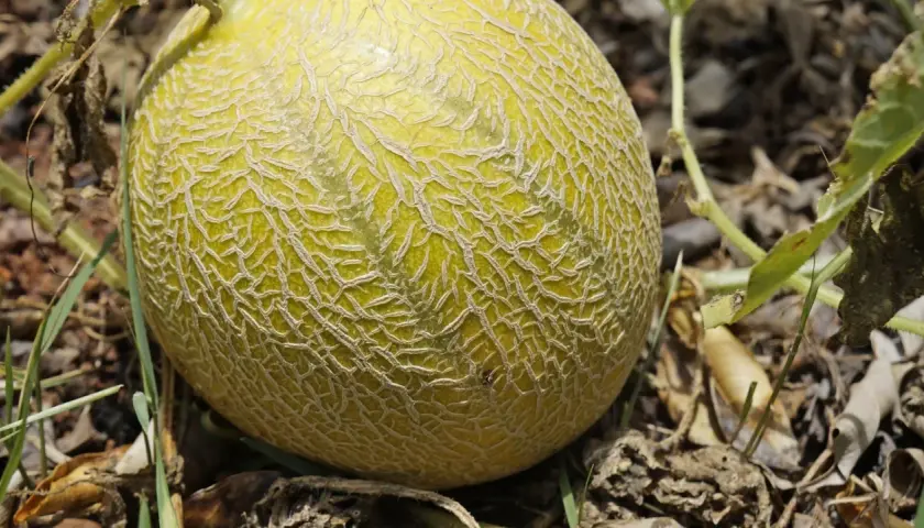 Dojrzewający melon na łodydze, dowód udanej uprawy melona. Siateczkowata skórka i zielone liście.