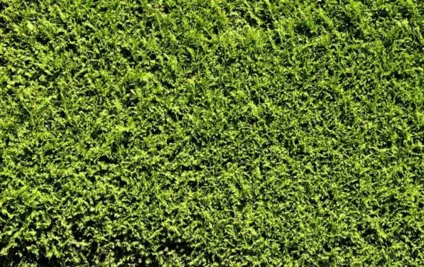 Alternatywy dla tui: 10 roślin na żywopłot, które pokochasz!