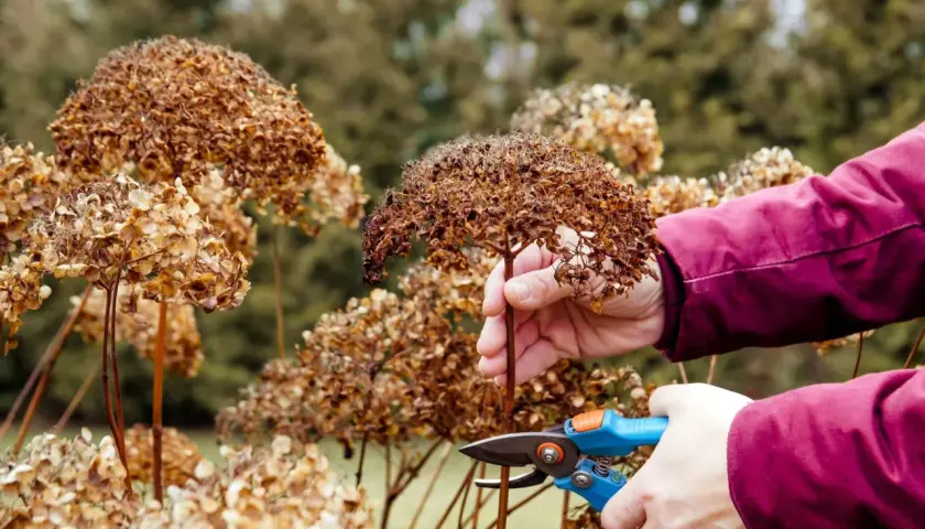 Przycinanie zaschniętych kwiatostanów hortensji. Wiosenne porządki w ogrodzie, przygotowanie do nowego sezonu i zapewnienie lepszego wzrostu dla rośliny, która potrzebuje odpowiedniej ziemi do hortensji.