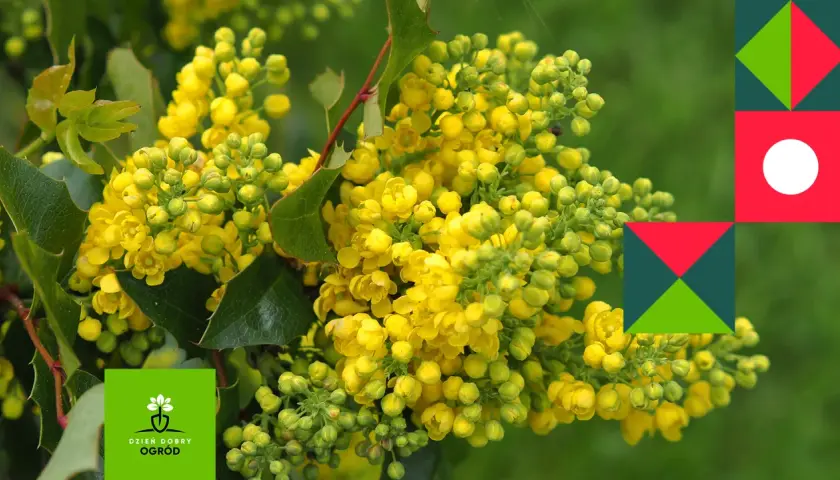 Kwitnąca mahonia, różne odmiany tej rośliny ozdobnej zachwycają żółtymi kwiatami.