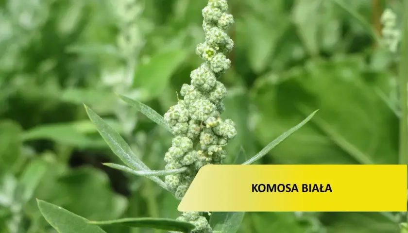 Zielona, kłująca komosa chwast z drobnymi nasionami.