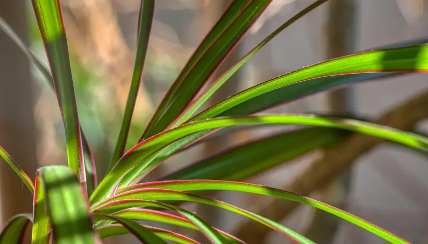 Zielone liście kwiatu dracena z czerwonymi brzegami, oświetlone słońcem.